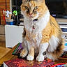cat, calico_cat, pet, animal, indoor, table, book, collar, cherry_pendant, fur, face, green_eyes, food, snack, cozy, furniture, living_room, domestic, cute, whiskers