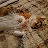 cat, calico, fluffy, animal, pet, resting, blanket, cozy, indoor, fur, relaxed, sleepy, cute, mammal, whiskers, paw, domestic, feline, lying_down, soft