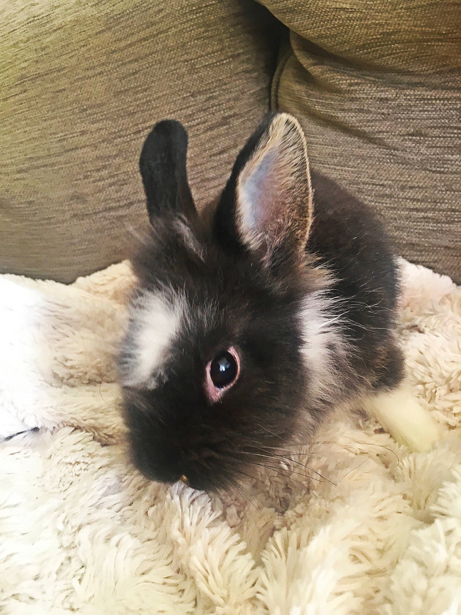 Olivia participe au concours pour gagner de l'argent avec cette photo : domestic_rabbit, ear, eye, fawn, fur, hare, iris, rabbit, rabbits_and_hares, skin, whiskers, wood_rabbit