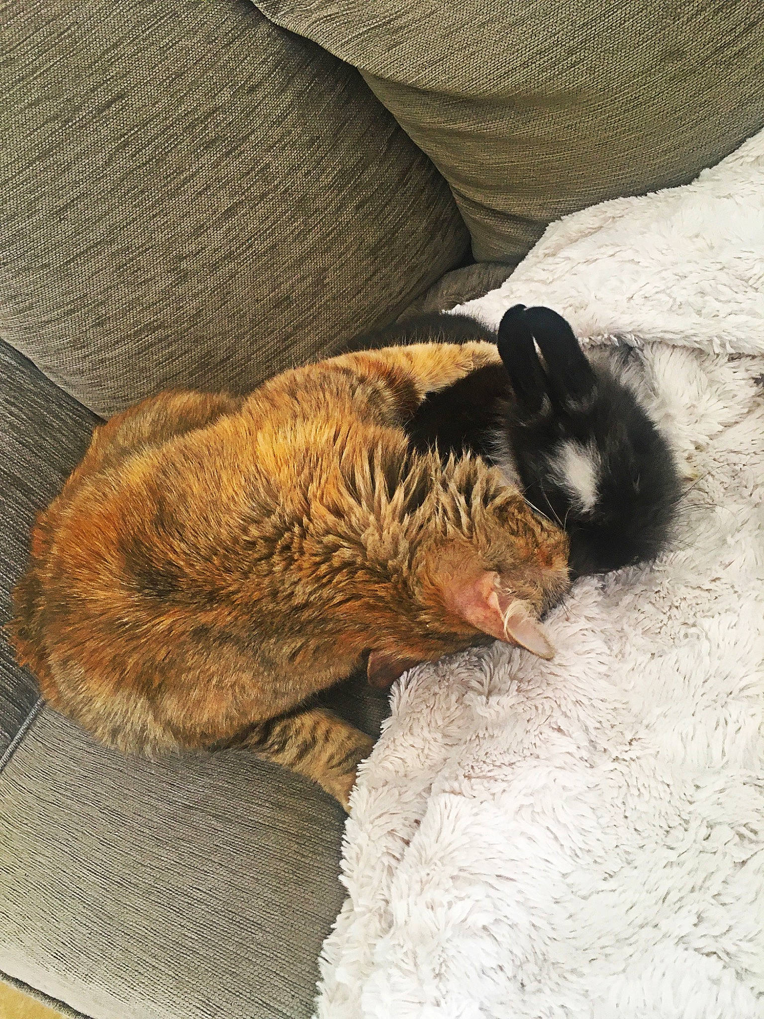 Shana a rejoint le concours — aidez-le/la à gagner de superbes lots ! carnivore, cat, fawn, felidae, fur, nap, sleep, small_to_medium_sized_cats, snout, tail, whiskers