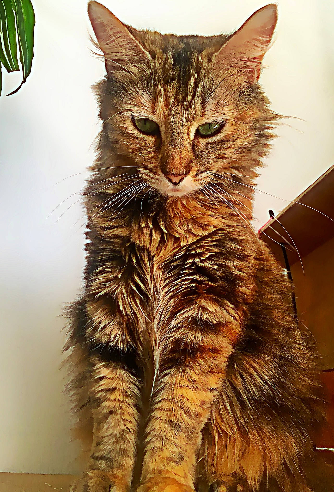 Shana a rejoint le concours — aidez-le/la à gagner de superbes lots ! asian, california_spangled, carnivore, cat, domestic_short_haired_cat, dragon_li, european_shorthair, felidae, fur, kitten, maine_coon, mammal, norwegian_forest_cat, pixie_bob, small_to_medium_sized_cats, tabby_cat, toyger, vertebrate, whiskers, wild_cat