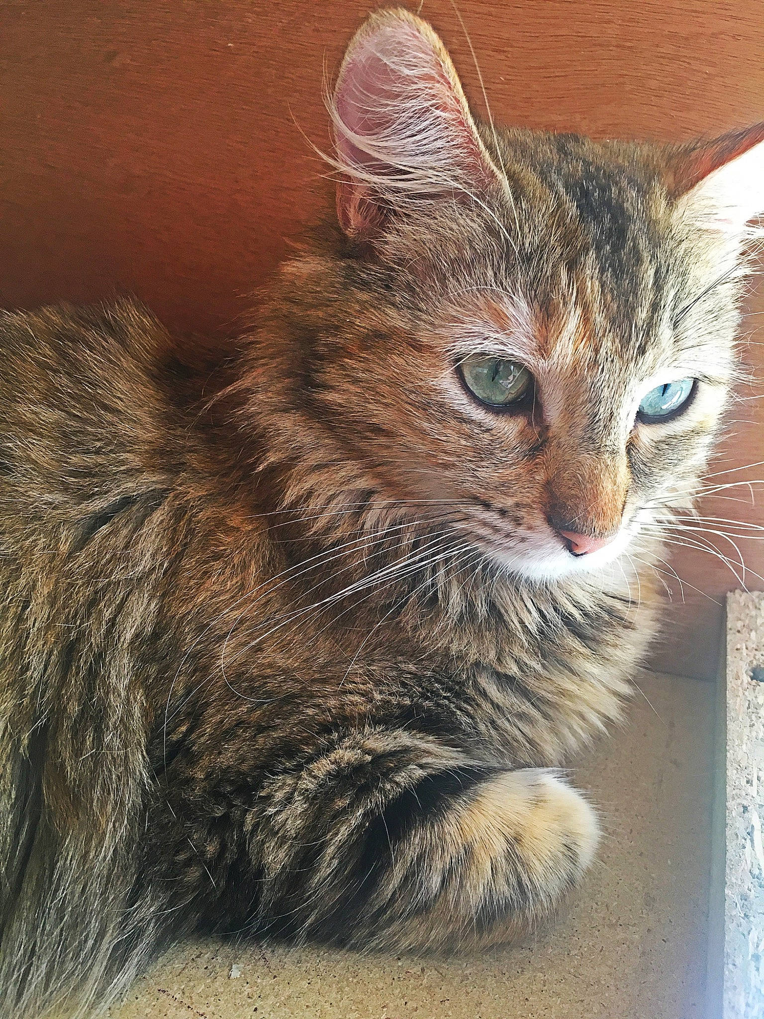 Shana a rejoint le concours — aidez-le/la à gagner de superbes lots ! aegean_cat, american_bobtail, asian, asian_semi_longhair, carnivore, cat, domestic_long_haired_cat, domestic_short_haired_cat, dragon_li, european_shorthair, felidae, kitten, mammal, ojos_azules, small_to_medium_sized_cats, snout, tabby_cat, vertebrate, whiskers, wild_cat