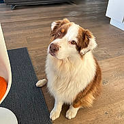 Nikky participe au concours pour gagner de l'argent avec cette photo : dog, brown_and_white, fluffy, pet, indoor, wooden_floor, rug, chair, orange_cushion, looking_up, sitting, cute, domestic_animal, companion, fur, ears, nose, eyes, waiting, house