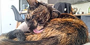 Tallulah participe au concours pour gagner de l'argent avec cette photo : abyssinian, animal, bodypart, cat, couch, face, furniture, hardwood, head, indoors, interiordesign, kitten, mouth, person, pet, photography, portrait, sleeping, tongue, wood