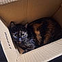 Tallulah participe au concours pour gagner de l'argent avec cette photo : animal, box, cardboard_box, cat, collar, cozy, curious, cute, domestic_animal, ears, eyes, feline, floor, fur, indoor, pet, resting, shadow, tortoiseshell_cat, whiskers