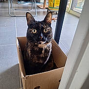 Tallulah a rejoint le concours — aidez-le/la à gagner de superbes lots ! animal, box, cardboard_box, cat, cozy, curious, domestic, ears, feline, floor, floor_tiles, home, household, indoor, looking, pet, sitting, tortoiseshell_cat, whiskers, wide_eyes