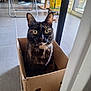 animal, box, cardboard_box, cat, cozy, curious, domestic, ears, feline, floor, floor_tiles, home, household, indoor, looking, pet, sitting, tortoiseshell_cat, whiskers, wide_eyes