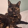 Tallulah