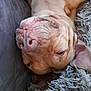 animal, brown_fur, canine, close_up, couch, dog, ear, face, fur, home, indoor, lying_down, pet, relaxed, resting, rug, sleepy, snout, texture, wrinkles