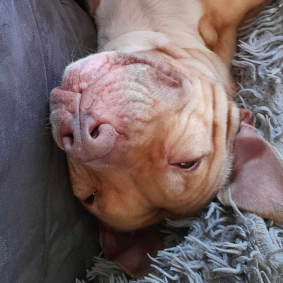 Kaya a rejoint le concours — aidez-le/la à gagner de superbes lots ! animal, brown_fur, canine, close_up, couch, dog, ear, face, fur, home, indoor, lying_down, pet, relaxed, resting, rug, sleepy, snout, texture, wrinkles