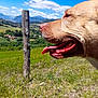 Kaya a rejoint le concours — aidez-le/la à gagner de superbes lots ! animal, close_up, clouds, countryside, daytime, dog, fence_post, field, grass, happy, mountains, nature, outdoor, pet, profile, rural, sky, summer, sunny, tongue