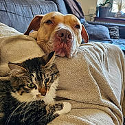 Kaya a rejoint le concours — aidez-le/la à gagner de superbes lots ! animal, blanket, brown_dog, cat, closeup, companion, couch, cozy, dog, fur, indoor, living_room, pet, pillow, plant, relaxed, resting, soft_light, tabby_cat, window