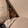 animal, cat, closeup, cozy, curious, cushions, cute, ears, face, feline, ginger_cat, hiding, home, indoor, peeking, pet, soft_lighting, texture, wall, whiskers
