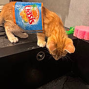 Berlioz participe au concours pour gagner de l'argent avec cette photo : animal, black_sink, container, counter, countertop, curious, cute, domestic_animal, drain, fur, indoor, juice_pouch, kitchen, kitten, orange_cat, pet, pink_sponge, playful, sink, small_cat