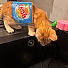 animal, black_sink, container, counter, countertop, curious, cute, domestic_animal, drain, fur, indoor, juice_pouch, kitchen, kitten, orange_cat, pet, pink_sponge, playful, sink, small_cat