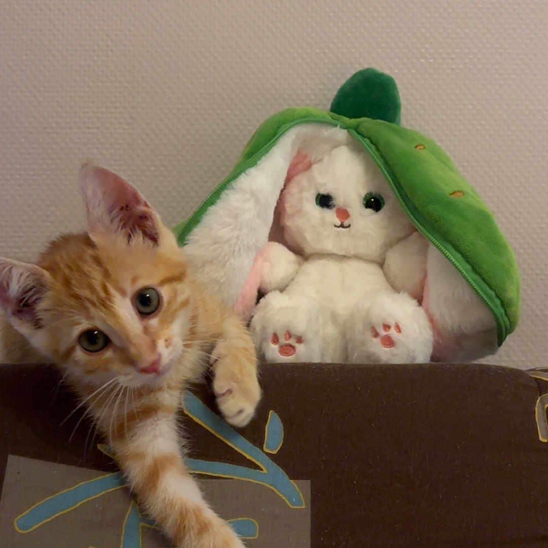 Berlioz participe au concours pour gagner de l'argent avec cette photo : kitten, cat, orange_tabby, plush_toy, stuffed_animal, green_hood, curious, indoor, wall, patterned_surface, paw, cute, animal, pet, soft_toy, brown, beige, white, feline, playful