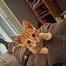 animal, cat, clothing, cozy, curious, cute, feline, fur, home, indoor, kitten, orange_cat, pants, person, pet, playful, shelf, sitting, whiskers, young