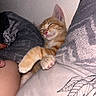 Berlioz participe au concours pour gagner de l'argent avec cette photo : blanket, cat, closeup, comfort, cozy, cute, fur, home, indoor, kitten, nap, orange_tabby, paw, pet, pillow, relaxed, resting, sleeping, soft, whiskers