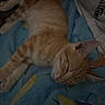 animal, blanket, blue, cat, comfort, cozy, cute, ears, feline, fur, indoor, kitten, orange_tabby, pattern, paw, pet, resting, sleeping, whiskers, young