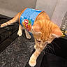 animal, cat, countertop, curious, cute, domestic_cat, exploring, fur, indoors, juice_carton, kitchen, kitten, label, mischievous, orange_cat, pet, playful, small, whiskers, young_cat