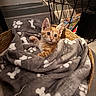 animal, basket, blanket, bone_prints, cat, comfort, cozy, curious, cute, feline, fur, home, indoor, kitten, orange_tabby, paw_prints, pet, resting, soft_texture, wide_eyes