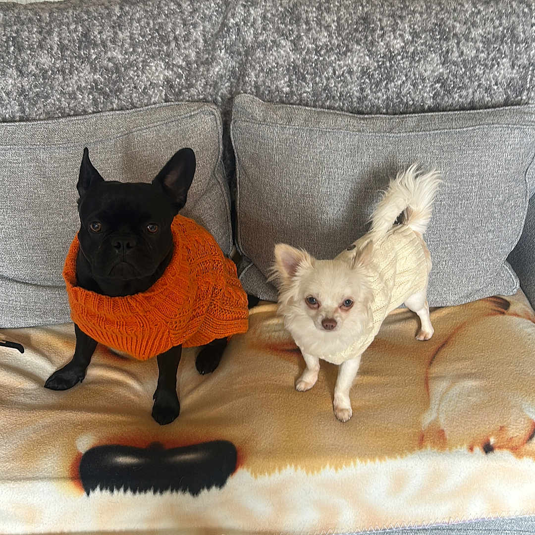 Blu is registered to the contest to win money with this photo: black_dog, blanket, carpet, chihuahua, couch, cozy, cream_sweater, cute, dog, french_bulldog, furniture, gray_couch, home, indoor, looking_at_camera, orange_sweater, pet, small_dog, sweater, white_dog