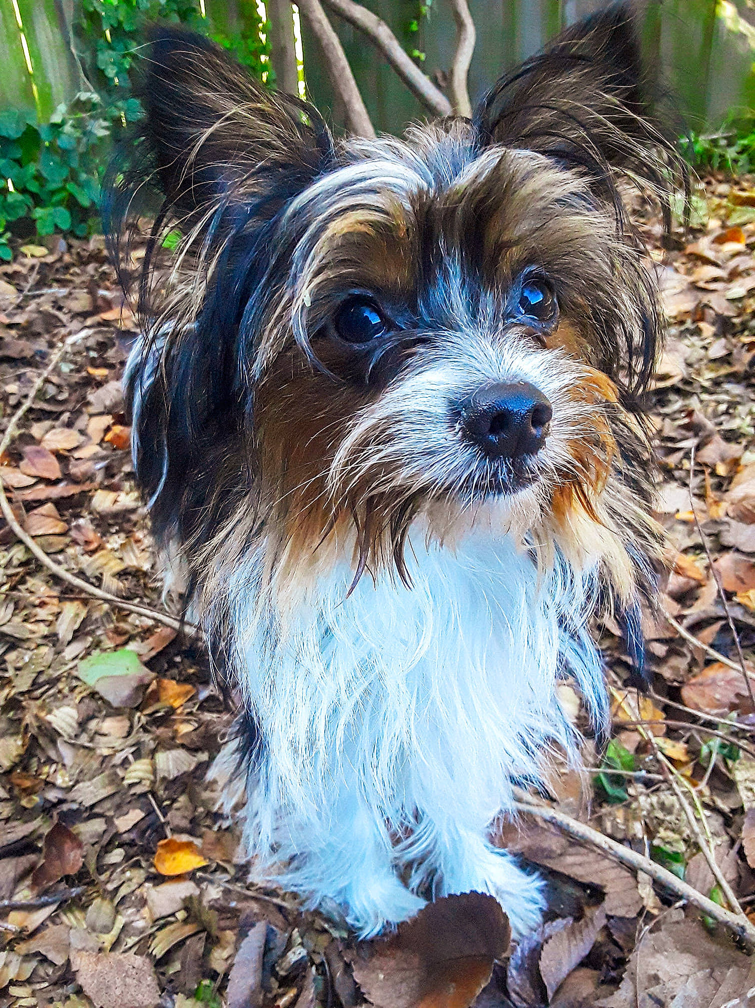 Roscoe Whiskers is registered to the contest to win money with this photo: australian_silky_terrier, biewer_terrier, canidae, carnivore, chinese_imperial_dog, companion_dog, dog, dog_breed, mammal, morkie, plant, puppy, rare_breed_dog, shih_tzu, small_terrier, sporting_group, terrier, toy_dog, vertebrate, yorkshire_terrier