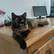 Louna a rejoint le concours — aidez-le/la à gagner de superbes lots ! cat, tortoiseshell, feline, pet, wooden_desk, lamp, monitor, office, workspace, indoor, fur, animal, curious, stretching, paw, tabby, relaxed, home, technology, desk_accessories