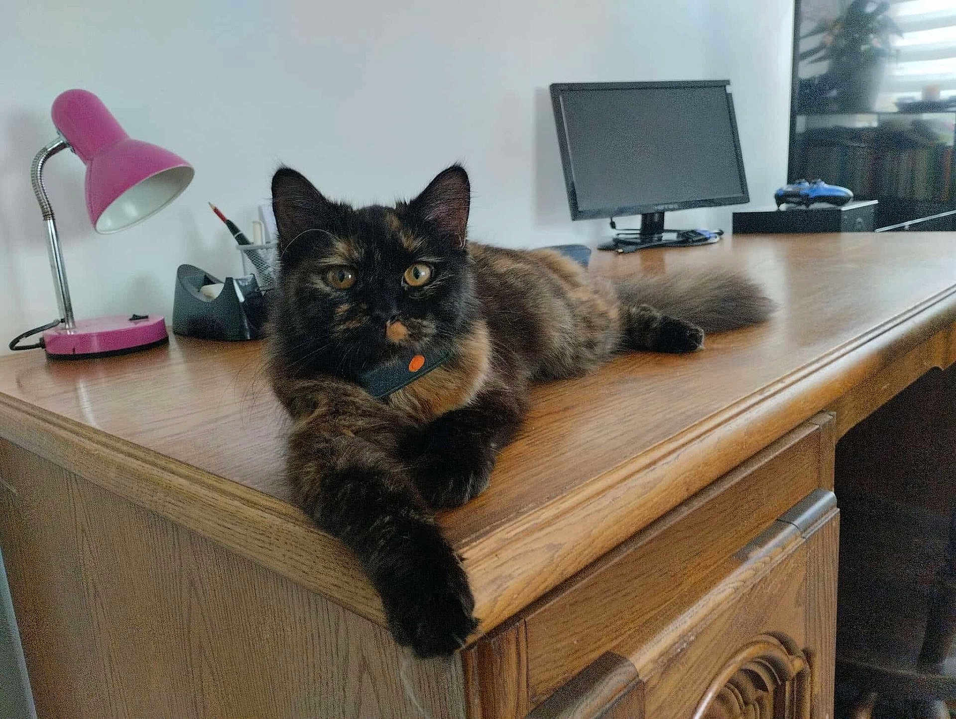 Louna a rejoint le concours — aidez-le/la à gagner de superbes lots ! cat, tortoiseshell, feline, pet, wooden_desk, lamp, monitor, office, workspace, indoor, fur, animal, curious, stretching, paw, tabby, relaxed, home, technology, desk_accessories