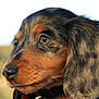 animal, beagle, canine, cockerspaniel, dog, hound, labradorretriever, papillon, pet, puppy, snout, terrier