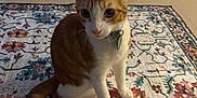 Pumpkin is registered to the contest to win money with this photo: cat, orange_cat, white_cat, indoor, rug, patterned_rug, pet, animal, curious, feline, whiskers, ears, tail, collar, floor, home, cozy, blanket, furniture, domestic