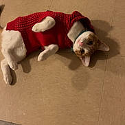 Pumpkin is registered to the contest to win money with this photo: cat, pet, animal, red_sweater, floor, tile_floor, lying_down, curious, indoor, cute, feline, whiskers, ears, paws, domestic_animal, playful, cozy, warm_clothing, looking_up, relaxed