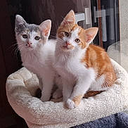 Minnie Et Garfield participe au concours pour gagner de l'argent avec cette photo : animal, bed, cat, companions, cozy, curious, cute, domestic, ears, feline, fur, indoor, kitten, pets, resting, soft, two, whiskers, window, young