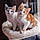 Minnie Et Garfield