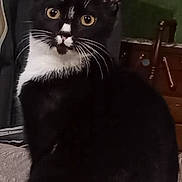 Flocon a rejoint le concours — aidez-le/la à gagner de superbes lots ! cat, tuxedo_cat, black_and_white, pet, animal, indoor, curious, sitting, feline, whiskers, yellow_eyes, furniture, blanket, bedroom, domestic, household, soft_surface, close_up, portrait, cute