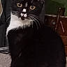 cat, tuxedo_cat, black_and_white, pet, animal, indoor, curious, sitting, feline, whiskers, yellow_eyes, furniture, blanket, bedroom, domestic, household, soft_surface, close_up, portrait, cute
