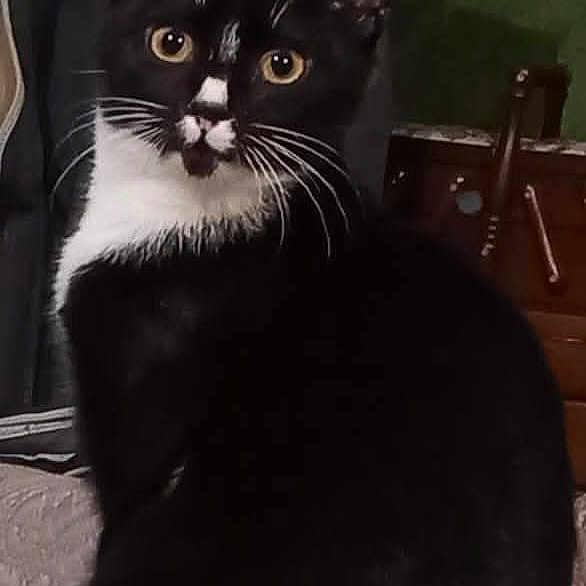 Flocon a rejoint le concours — aidez-le/la à gagner de superbes lots ! cat, tuxedo_cat, black_and_white, pet, animal, indoor, curious, sitting, feline, whiskers, yellow_eyes, furniture, blanket, bedroom, domestic, household, soft_surface, close_up, portrait, cute