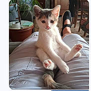 Minnie a rejoint le concours — aidez-le/la à gagner de superbes lots ! cat, kitten, animal, pet, sitting, lounging, white_fur, gray_fur, orange_fur, blue_eyes, face, whiskers, tail, paws, indoor, lap, person, chair, plant, messaging_app