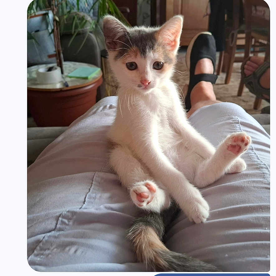 Minnie a rejoint le concours — aidez-le/la à gagner de superbes lots ! cat, kitten, animal, pet, sitting, lounging, white_fur, gray_fur, orange_fur, blue_eyes, face, whiskers, tail, paws, indoor, lap, person, chair, plant, messaging_app
