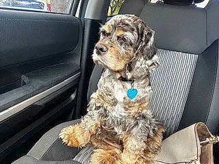 Audrey joined the competition — help win amazing prizes! auto_part, automotive_exterior, canidae, car_seat, carnivore, companion_dog, dog, dog_breed, dog_collar, dog_supply, fur, motor_vehicle, non_sporting_group, snout, sporting_group, toy_dog, vehicle, water_dog, working_animal, yorkipoo