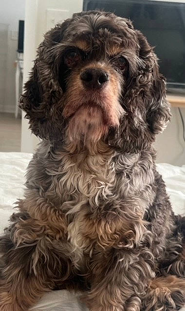 Audrey is registered to the contest to win money with this photo: canidae, carnivore, companion_dog, dog, dog_breed, fur, liver, maltepoo, non_sporting_group, pattern, snout, sporting_group, terrier, toy_dog, water_dog, working_animal, yorkipoo