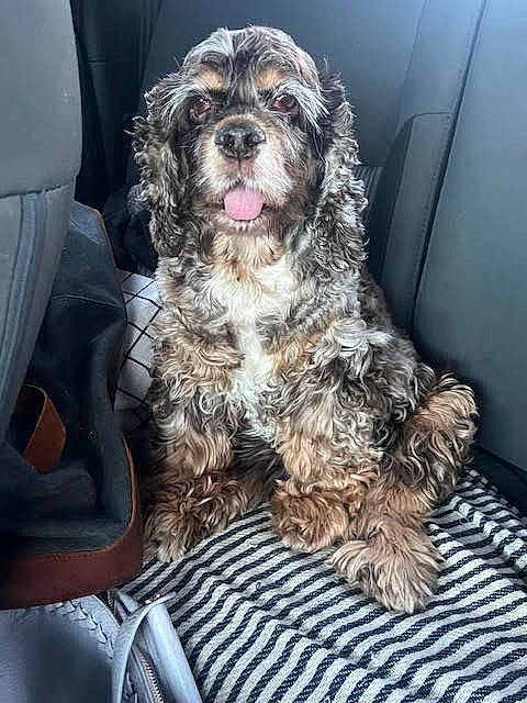 Audrey is registered to the contest to win money with this photo: auto_part, automotive_tire, canidae, car_seat, car_seat_cover, carnivore, companion_dog, dog, dog_breed, fur, liver, snout, spaniel, sporting_group, terrier, tire, toy_dog, vehicle, water_dog, wheel