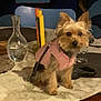 animal, brown_fur, candles, chair, cozy, curious, decor, dog, fur, glass, indoor, leash, marble_table, pet, pink_jacket, placemat, seated, small_dog, table, water_bottle