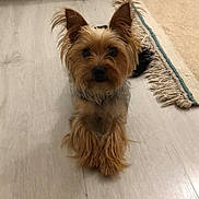 Bambi participe au concours pour gagner de l'argent avec cette photo : dog, pet, small_dog, fur, ears, floor, wooden_floor, carpet, rug, indoor, animal, cute, lying_down, looking, curious, home, cozy, brown, tan, black