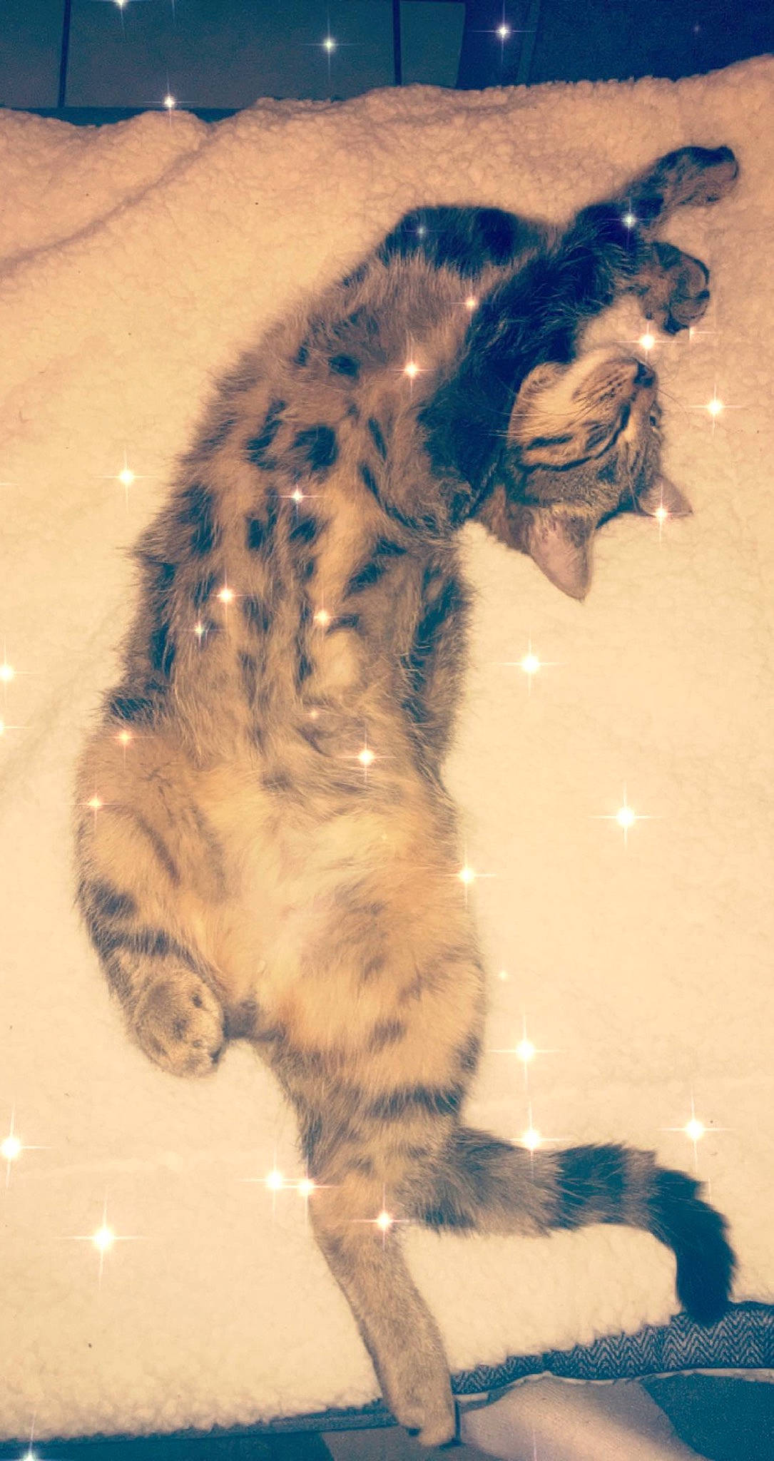 Patrick participe au concours pour gagner de l'argent avec cette photo : carnivore, cat, european_shorthair, felidae, kitten, norwegian_forest_cat, small_to_medium_sized_cats, tail, whiskers