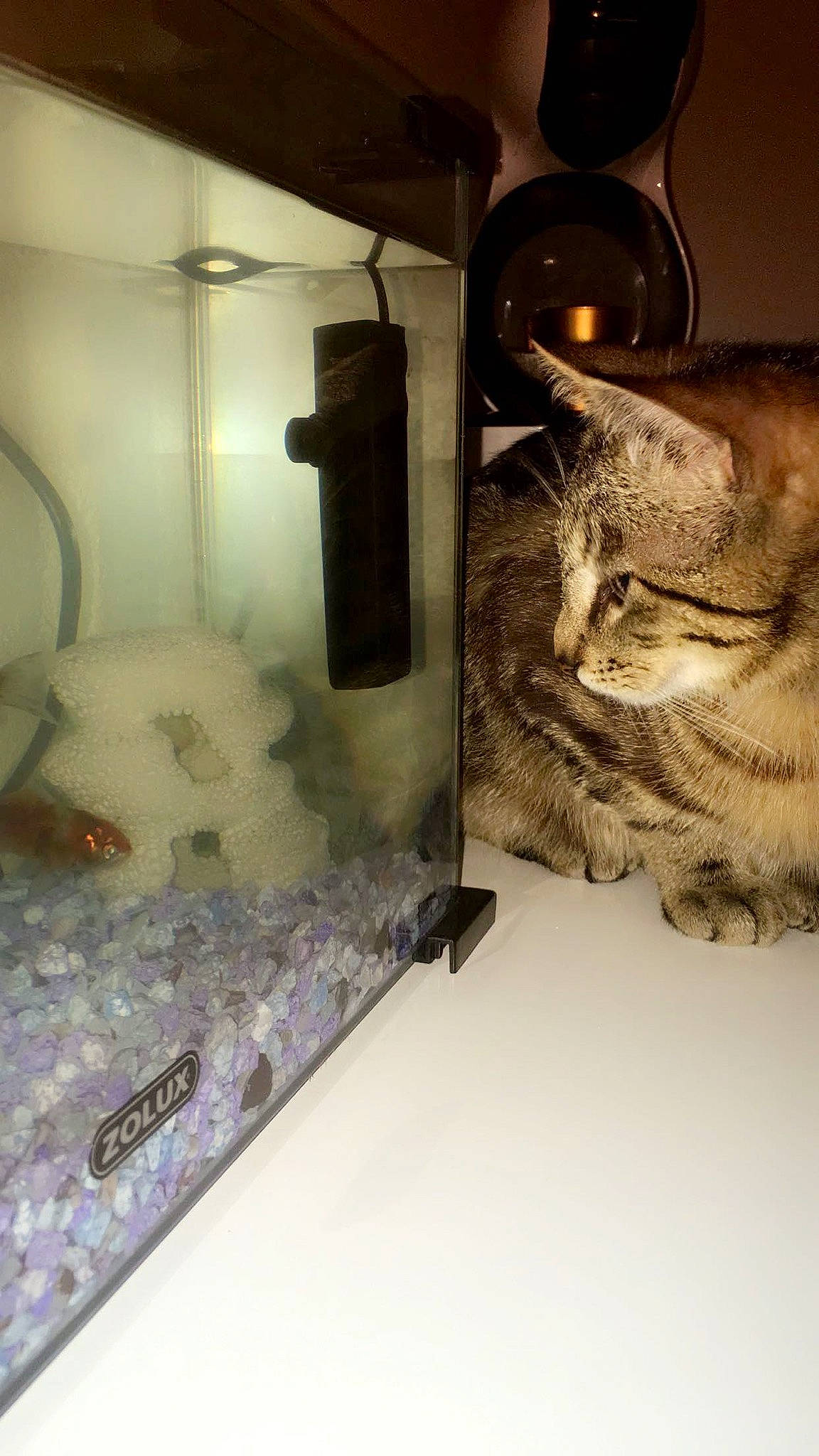 Patrick a rejoint le concours — aidez-le/la à gagner de superbes lots ! carnivore, cat, domestic_short_haired_cat, european_shorthair, felidae, kitten, small_to_medium_sized_cats, whiskers