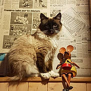 Pepette participe au concours pour gagner de l'argent avec cette photo : animal, blue_eyes, brown_fur, cat, comical, dark_face, ears, fluffy, indoor, longhaired, newspaper, pet, portrait, sitting, toy, vintage, warm_lighting, whiskers, white_paws, wooden_shelf