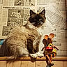 animal, blue_eyes, brown_fur, cat, comical, dark_face, ears, fluffy, indoor, longhaired, newspaper, pet, portrait, sitting, toy, vintage, warm_lighting, whiskers, white_paws, wooden_shelf