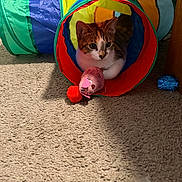 Pebbles joined the competition — help win amazing prizes! cat, tabby_cat, pet, play_tunnel, toy_mouse, plush_toy, carpet, indoor, whiskers, ears, paws, fur, colorful, blue_ball, shadow, furniture, bed_frame, curiosity, closeup, cozy