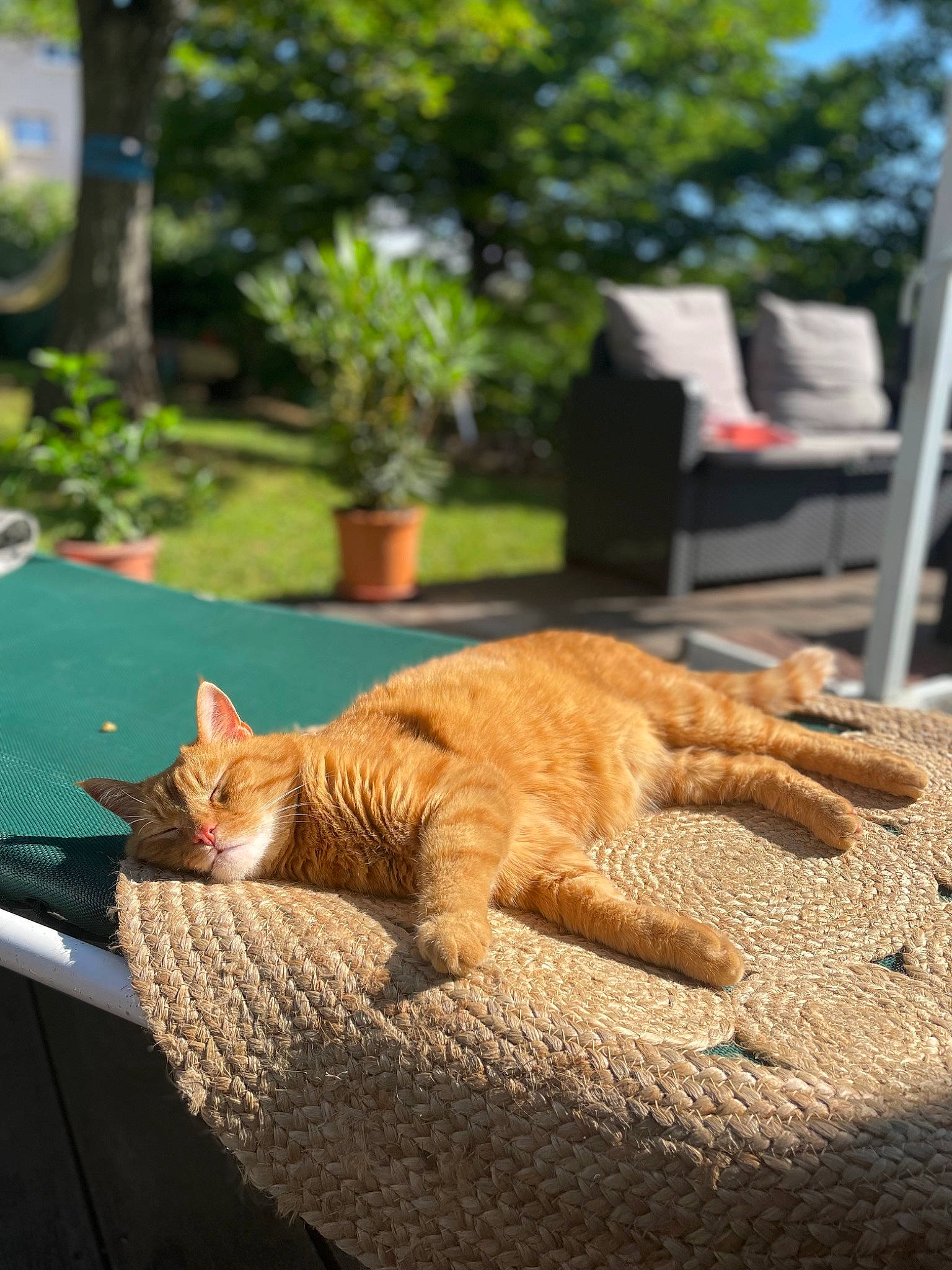 Julio a rejoint le concours — aidez-le/la à gagner de superbes lots ! carnivore, cat, comfort, domestic_short_haired_cat, fawn, felidae, flooring, fur, grass, plant, road_surface, small_to_medium_sized_cats, snout, tail, terrestrial_animal, tree, whiskers, wildlife, window, wood